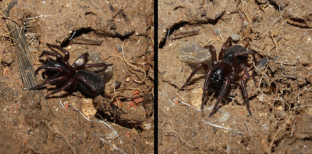 Coelotes terrestris &copy; <a href="//commons.wikimedia.org/wiki/User:Holleday" title="User:Holleday">H. Krisp</a>