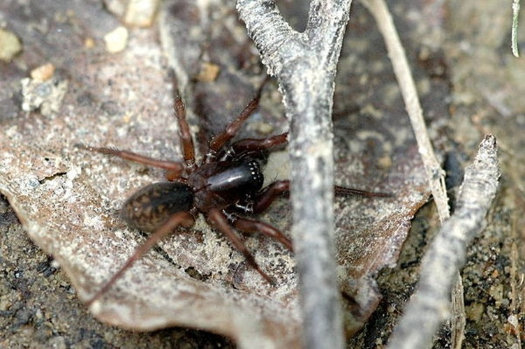 Cryphoeca silvicola © James K. Lindsey