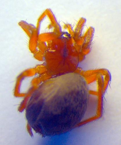 Antistea elegans &copy; Zoologische Staatssammlung Muenchen