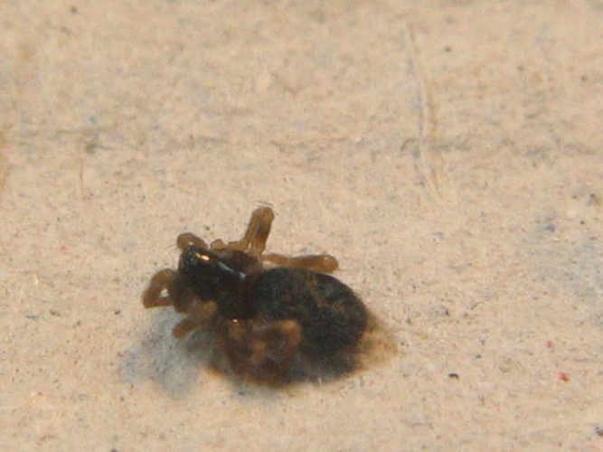 Hahnia ononidum &copy; Zoologische Staatssammlung Muenchen