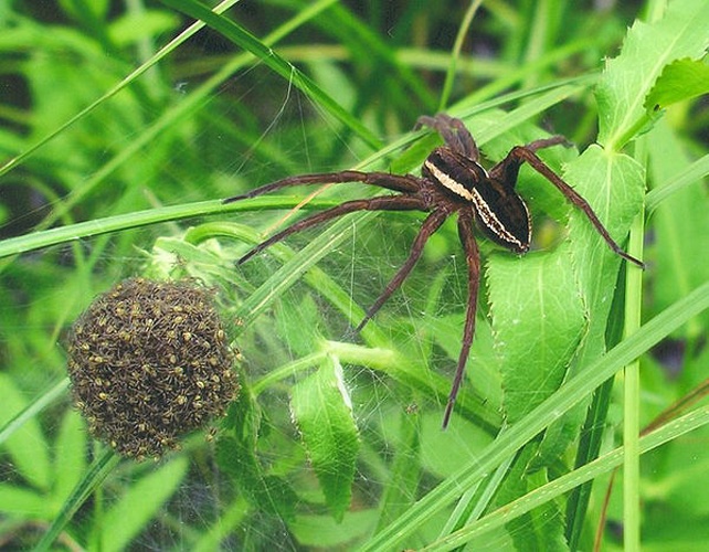 Raft spider &copy; Foto: N.Vėlavičienė