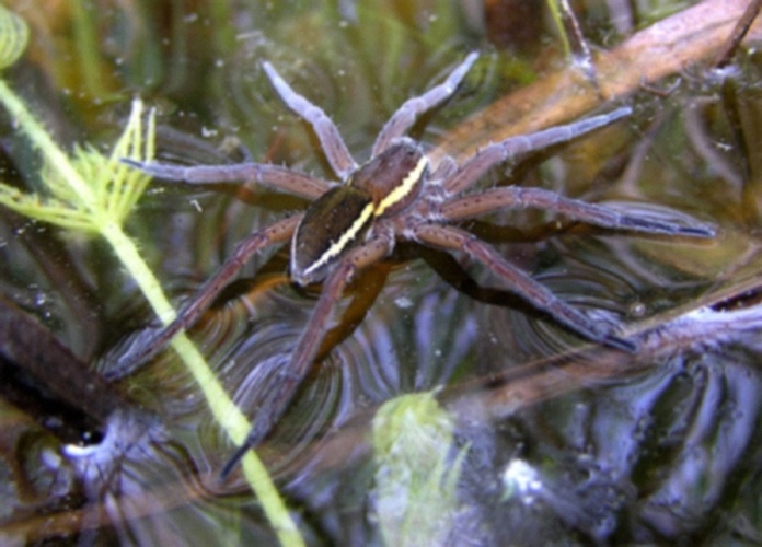 Great raft spider &copy; Helen Smith