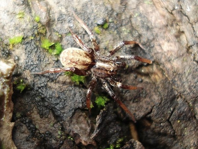 Hygrolycosa rubrofasciata © <a href="//commons.wikimedia.org/wiki/User:Sanja565658" title="User:Sanja565658">Sanja565658</a>