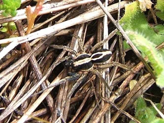 Alopecosa cuneata &copy; <a rel="nofollow" class="external text" href="http://herramientas.educa.madrid.org/animalandia/autor.php?nombre=Fernando%20Lis%F3n%20Mart%EDn">Fernando Lisón Martín</a>