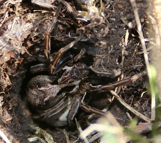 Alopecosa striatipes © Benedikt Köhler