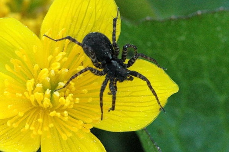 Pardosa hortensis © James K. Lindsey