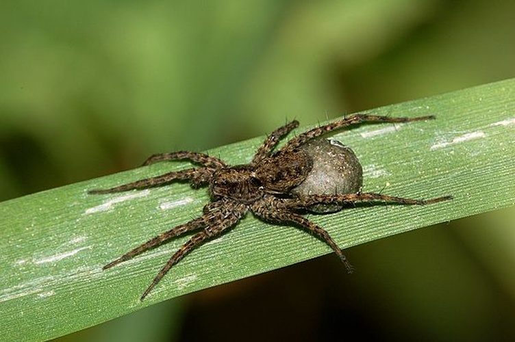 Pardosa lugubris © <a href="//commons.wikimedia.org/wiki/User:Dysmachus" title="User:Dysmachus">Fritz Geller-Grimm</a>