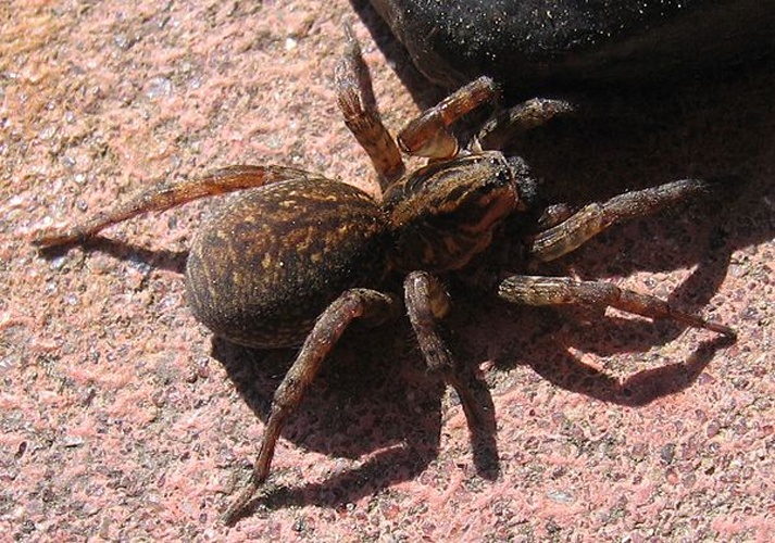 Trochosa terricola © Krochmal