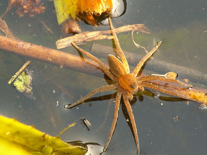 Trochosa spinipalpis © Piet Spaans