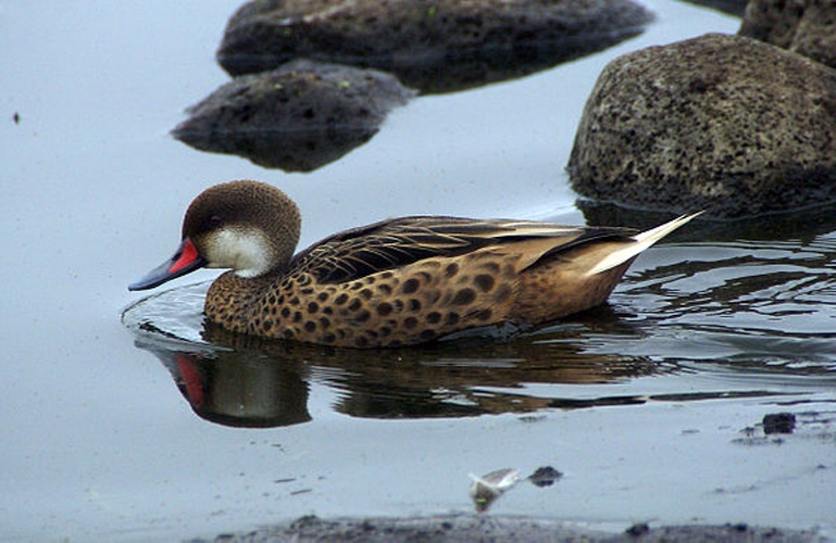 White-cheeked Pintail &copy; <a rel="nofollow" class="external text" href="https://www.flickr.com/photos/23005733@N00">putneymark</a>