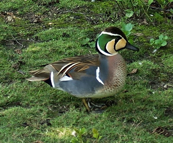 Baikal Teal &copy; <a href="//commons.wikimedia.org/wiki/User:Sarefo" title="User:Sarefo">Sarefo</a>