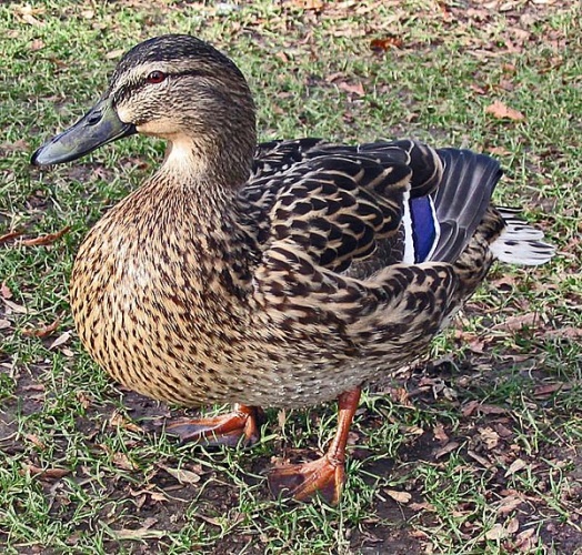 Mallard &copy; <a href="https://en.wikipedia.org/wiki/User:Lupin" class="extiw" title="wikipedia:User:Lupin">Lupin</a> at <a href="https://en.wikipedia.org/wiki/" class="extiw" title="wikipedia:">English Wikipedia</a>