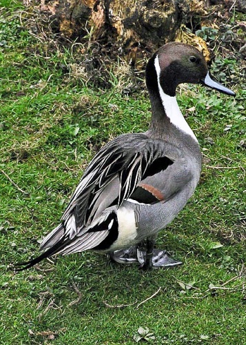 Northern Pintail &copy; 