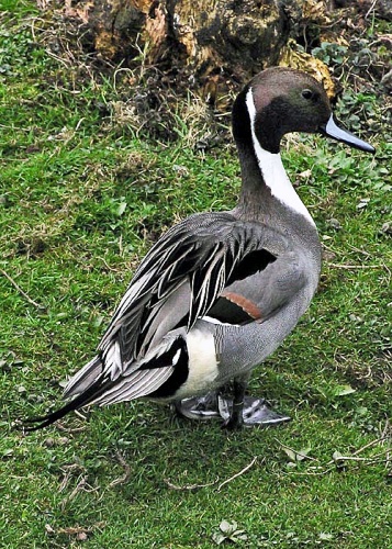 Northern Pintail © 