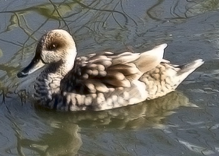 Marbled Duck &copy; Taken by Adrian Pingstone in February 2004 and released to the public domain.