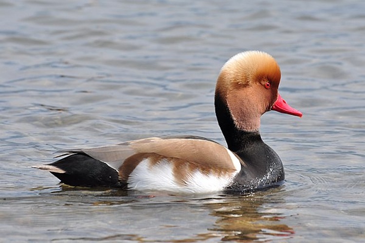 Red-crested Pochard © <a href="//commons.wikimedia.org/wiki/User:Roland_zh" title="User:Roland zh">Roland zh</a>