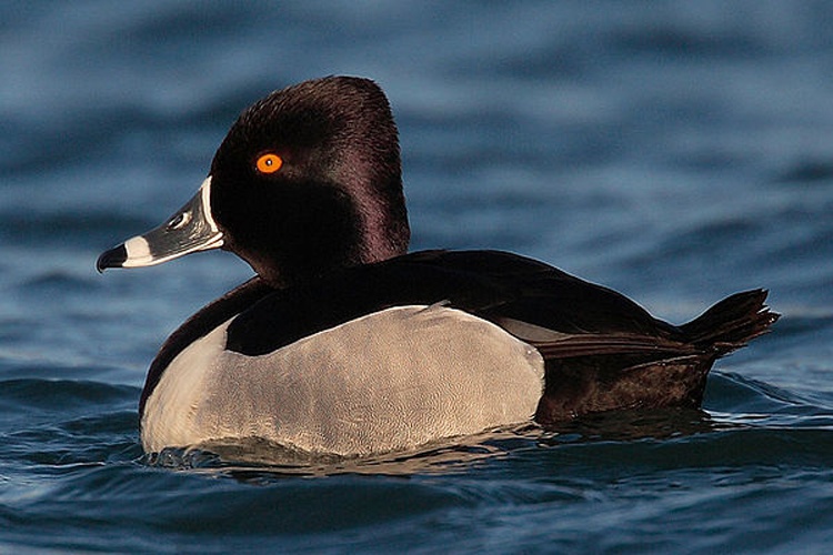 Ring-necked Duck © No machine-readable author provided. <a href="//commons.wikimedia.org/wiki/User:Mdf" title="User:Mdf">Mdf</a> assumed (based on copyright claims).