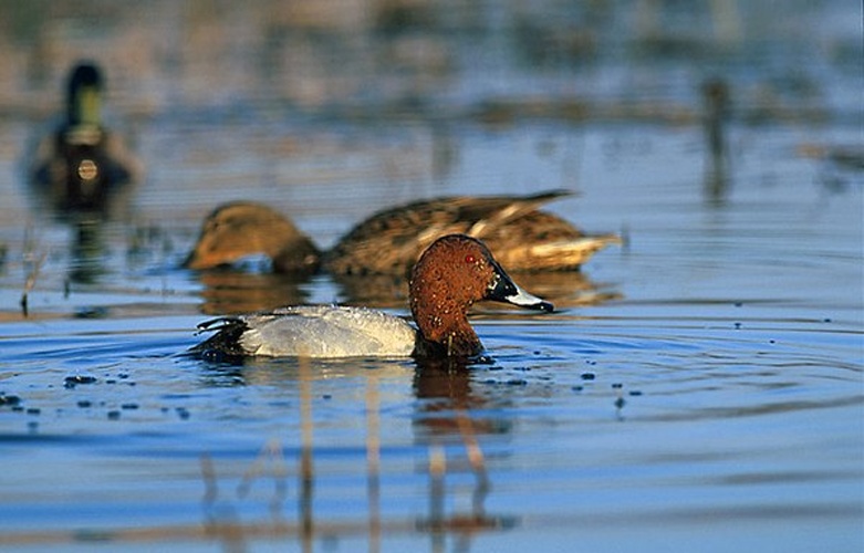 Common Pochard &copy; <a href="//commons.wikimedia.org/wiki/User:Pkuczynski/Marek_Szczepanek" title="User:Pkuczynski/Marek Szczepanek">Marek Szczepanek</a>