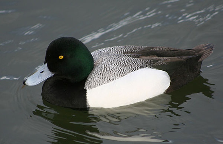 Greater scaup &copy; <a href="//commons.wikimedia.org/wiki/User:Calibas" title="User:Calibas">Calibas</a>