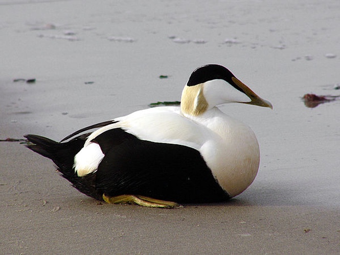 Common Eider © <a rel="nofollow" class="external text" href="http://foto.andreas-trepte.de">Andreas Trepte</a>