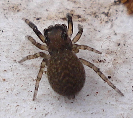 Neon reticulatus &copy; Mick Talbot