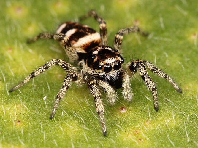 Zebra spider © <a href="//commons.wikimedia.org/wiki/User:Kaldari" title="User:Kaldari">Kaldari</a>