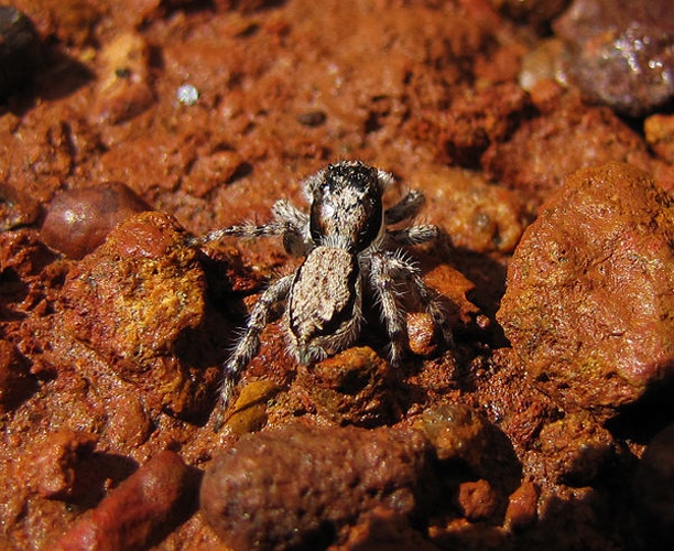 Menemerus bivittatus © <a href="//commons.wikimedia.org/wiki/User:Vaikoovery" title="User:Vaikoovery">Vaishak Kallore</a>