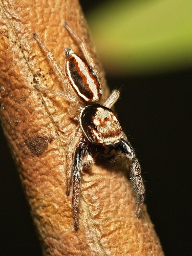 Icius subinermis © <a href="//commons.wikimedia.org/wiki/User:Sarefo" title="User:Sarefo">Sarefo</a>