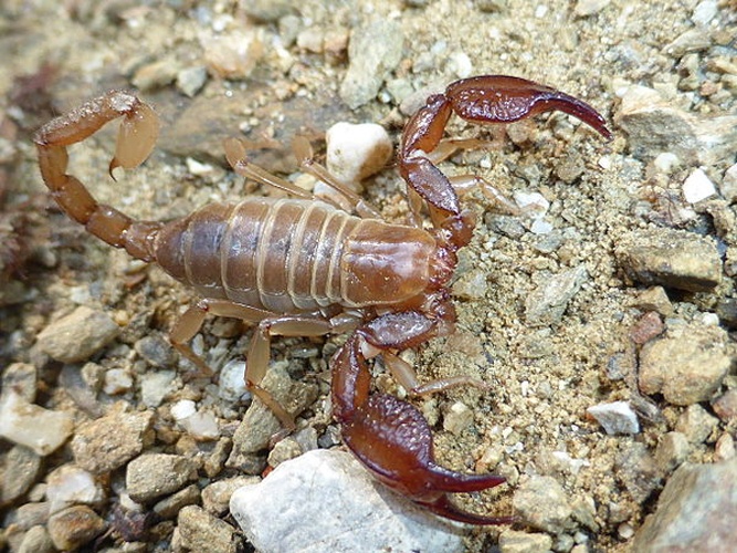 Belisarius xambeui &copy; <a href="//commons.wikimedia.org/wiki/User:Totodu74" title="User:Totodu74">Totodu74</a>