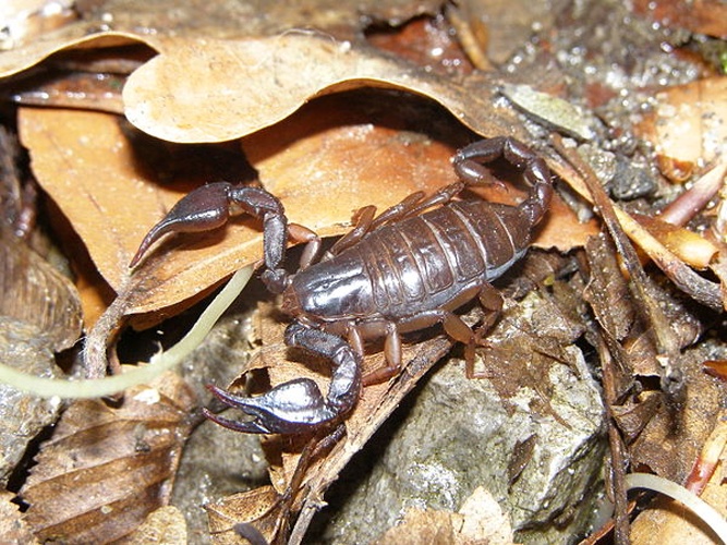 Euscorpius carpathicus &copy; anabis_n