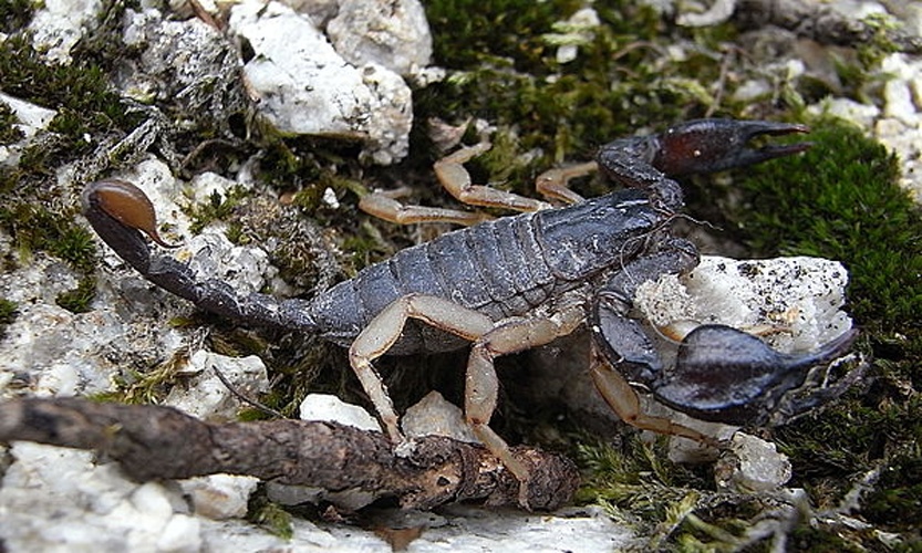 Euscorpius flavicaudis &copy; <a href="//commons.wikimedia.org/wiki/User:Siga" title="User:Siga">Siga</a>