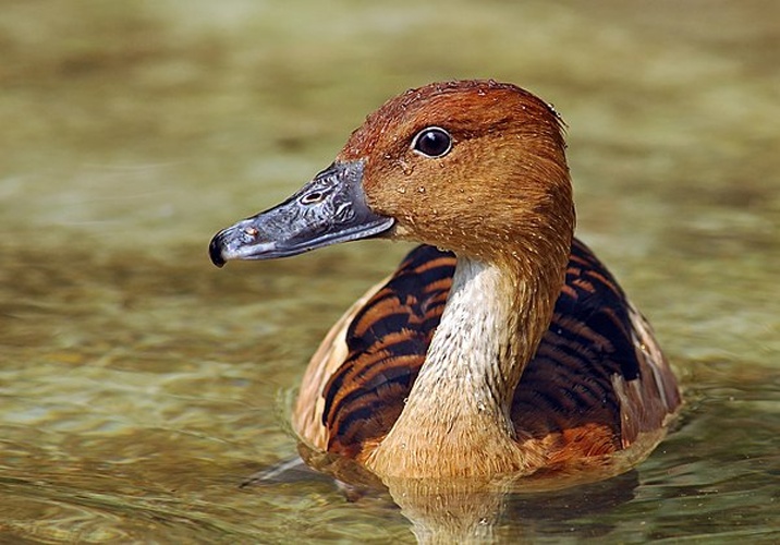 Fulvous Whistling Duck © Branko Kannenberg