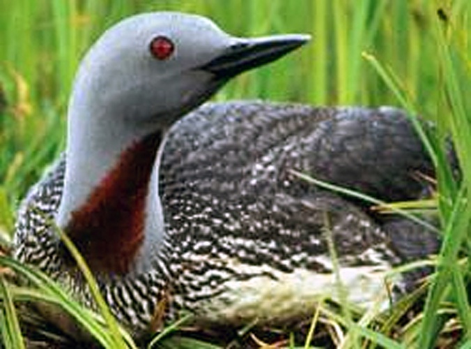Red-throated Loon &copy; <bdi><a href="https://www.wikidata.org/wiki/Q26235785" class="extiw" title="d:Q26235785">David Menke</a>
</bdi>