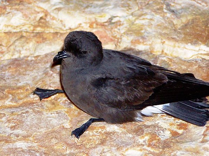 European Storm Petrel &copy; <a href="//commons.wikimedia.org/wiki/User:Tintazul" title="User:Tintazul">Júlio Reis</a>