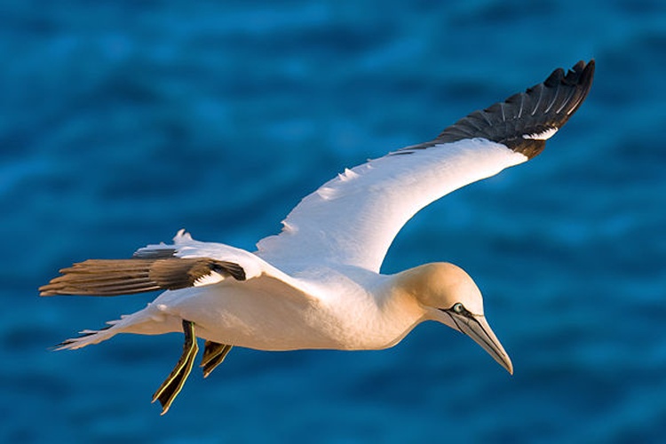 Northern Gannet &copy; <a rel="nofollow" class="external text" href="http://photo-natur.de/">Andreas Trepte</a>