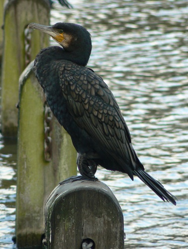 Great Cormorant © <a rel="nofollow" class="external text" href="https://www.flickr.com/photos/7391668@N03">Neil Phillips</a>