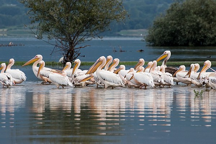 Great White Pelican &copy; <a href="//commons.wikimedia.org/w/index.php?title=User:V.vescoukis&amp;action=edit&amp;redlink=1" class="new" title="User:V.vescoukis (page does not exist)">Vassilios Vescoukis</a>