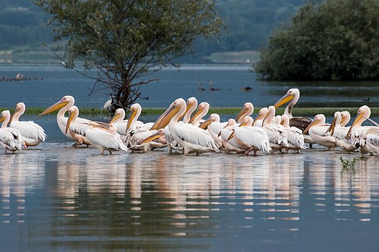 Great White Pelican © <a href="//commons.wikimedia.org/w/index.php?title=User:V.vescoukis&amp;action=edit&amp;redlink=1" class="new" title="User:V.vescoukis (page does not exist)">Vassilios Vescoukis</a>