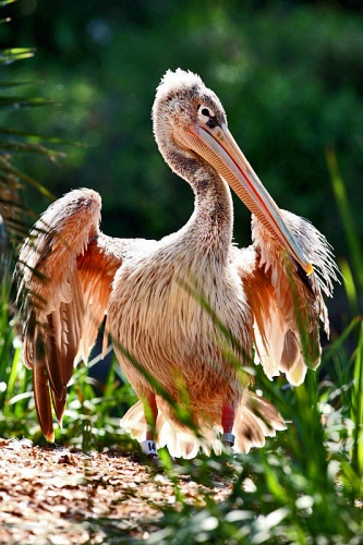 Pink-backed Pelican © <a href="//commons.wikimedia.org/wiki/User:1DmkIIN" title="User:1DmkIIN">Andrew Huse</a>