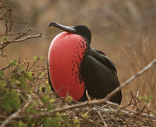 Magnificent Frigatebird &copy; <a rel="nofollow" class="external text" href="https://www.flickr.com/people/51648834@N00">Andrew Turner</a> from Washington, DC, United States
