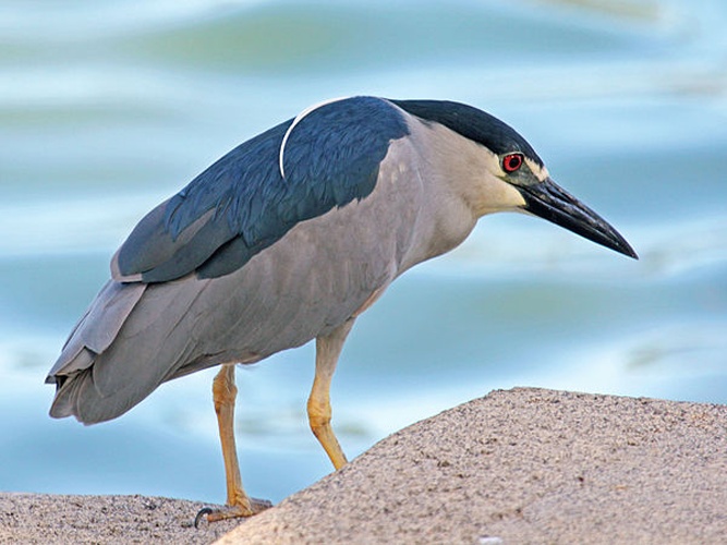Black-crowned night heron © <a href="//commons.wikimedia.org/wiki/User:DickDaniels" title="User:DickDaniels">DickDaniels</a> (<a rel="nofollow" class="external free" href="http://carolinabirds.org/">http://carolinabirds.org/</a>)