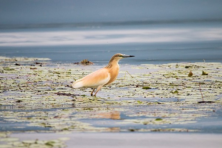 Squacco Heron © <a href="//commons.wikimedia.org/w/index.php?title=User:V.vescoukis&amp;action=edit&amp;redlink=1" class="new" title="User:V.vescoukis (page does not exist)">Vassilios Vescoukis</a>