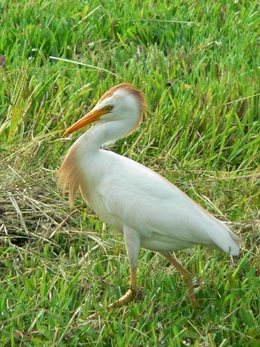 Western Cattle Egret © <a rel="nofollow" class="external text" href="https://www.flickr.com/photos/18606128@N00">Rick Kimpel</a>