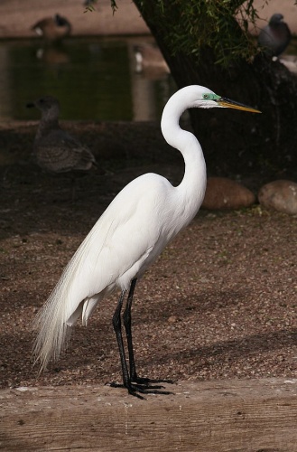 Great Egret &copy; <a href="//commons.wikimedia.org/wiki/User:Calibas" title="User:Calibas">Calibas</a>
