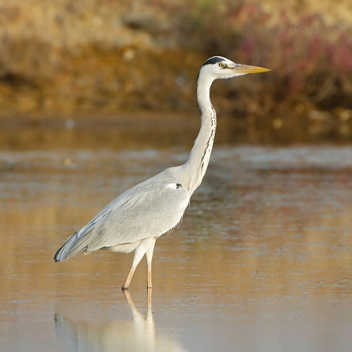 Grey Heron &copy; <a href="//commons.wikimedia.org/wiki/User:JJ_Harrison" title="User:JJ Harrison">JJ Harrison</a> (<a rel="nofollow" class="external free" href="https://www.jjharrison.com.au/">https://www.jjharrison.com.au/</a>)