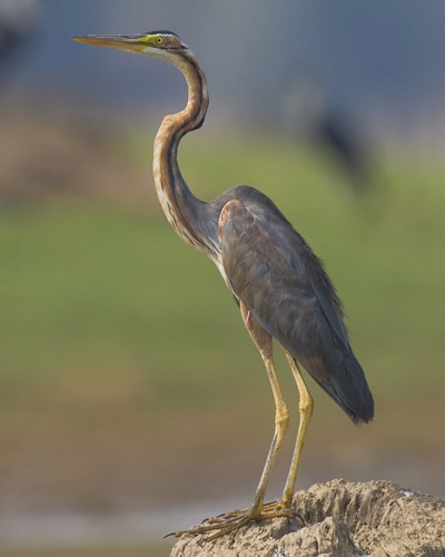 Purple Heron &copy; <a href="//commons.wikimedia.org/wiki/User:Yathin_sk" title="User:Yathin sk">Yathin S Krishnappa</a>