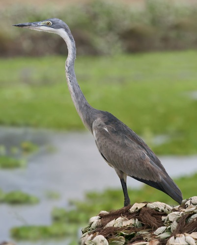 Black-headed Heron &copy; The making of this document was supported by <b><a href="https://meta.wikimedia.org/wiki/Wikimedia_CH" class="extiw" title="m:Wikimedia CH">Wikimedia CH</a></b>. <b><small>(<a rel="nofollow" class="external text" href="https://www.wikimedia.ch/">Submit your project!</a>)</small></b><br>
For all the files concerned, please see the category <a href="//commons.wikimedia.org/wiki/Category:Supported_by_Wikimedia_CH" title="Category:Supported by Wikimedia CH">Supported by Wikimedia CH</a>.