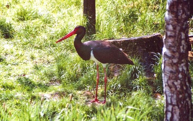 Black Stork © J. Patrick Fischer