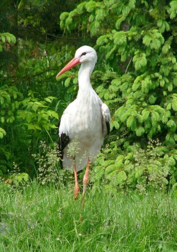 White Stork © Krzysztof Kin