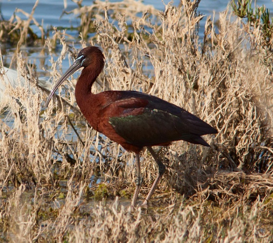 Glossy Ibis &copy; <ul>
<li>
<a href="//commons.wikimedia.org/wiki/File:Egretta_garzetta_Plegadis_falcinellus_Syracuse.jpg" title="File:Egretta garzetta Plegadis falcinellus Syracuse.jpg">Egretta_garzetta_Plegadis_falcinellus_Syracuse.jpg</a>: <a rel="nofollow" class="external text" href="https://www.flickr.com/people/39143890@N04">Gabriele  Iuvara</a>
</li>
<li>derivative work: <a href="//commons.wikimedia.org/wiki/User:MPF" title="User:MPF">MPF</a>
</li>
</ul>